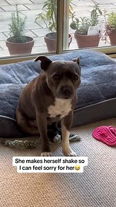And the academy award goes to… #spoiltdog #doglover #staffy #staffylove #englishstaffy #fyp | Michellebellexo TV | Facebook