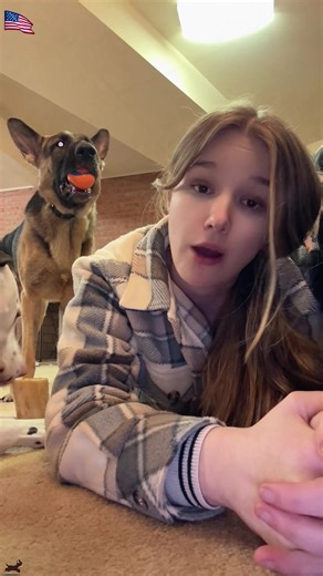 Incredible German Shepherd: Fun and Intelligence Combined!