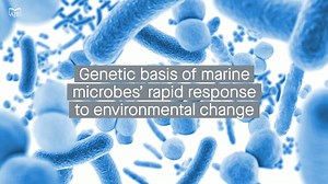 Genes drive certain marine microbes to grow quickly in response to nutrient influx