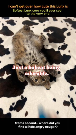 Meet the Adorable Lunx at Lincoln Zoo