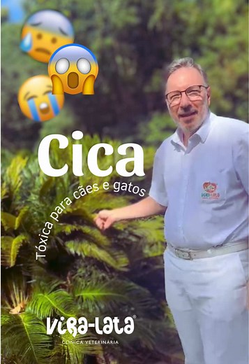 Entenda os perigos da Cica para pets e jardins