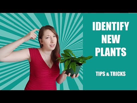 IDENTIFY NEW PLANTS! How To Identify A House Plant. What Plant Is This!? Tips To Identify Plants!