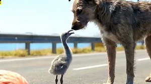 A tiny dog cub… No voice, no strength— yet it stood in front of a complete stranger, begging for help 🐶💔 At first, the man didn’t understand what the dog cub was trying to say… But moments later, the truth was revealed—and it will break your heart 😭 This is not just a story about a dog cub. It’s a story of humanity, compassion, and a silent cry for help ❤️ 👉 Watch till the end 👉 Share if this touched your heart 👉 Comment your thoughts below 🔥 Facebook Hashtags (Optimized for Reach) #DogCu