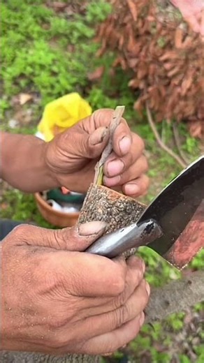 Fruit tree grafting technology!