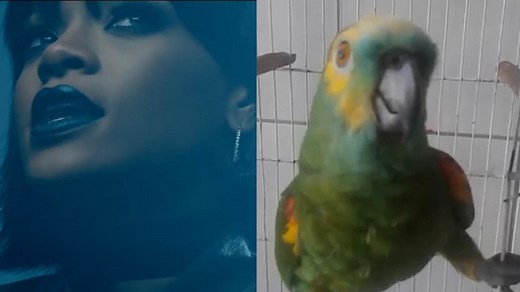 This bird could totally be Rihanna's backup singer. 😂 | People