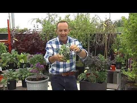 A beginners' guide to growing vegetables in containers