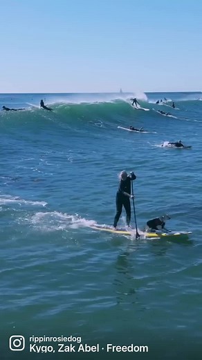 Rippin Rosie - The Bulldog Surfing Champion | Surfing Dogs Competition