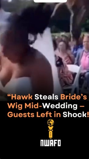 💍😂 Wildest wedding moment ever! Just as the vows were getting sweet, a hawk swooped in and carried off the bride’s wig! Guests screamed, cameras rolled — and yes, it’s all on video! 🦅🎥 Would you still continue the wedding or pause for deliverance? 😅 #WeddingDrama #ViralMoment #FunnyWedding #NigerianWedding #WildMoments #nwafo #nwafomax | NWAFO Max