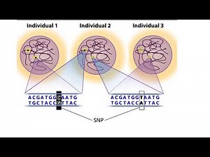 SNP Polymorphysim Microarray Chip - How to Test a Person's DNA
