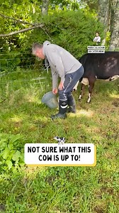 This cow has got the WRONG idea here... 🐄 | Dad Jokes