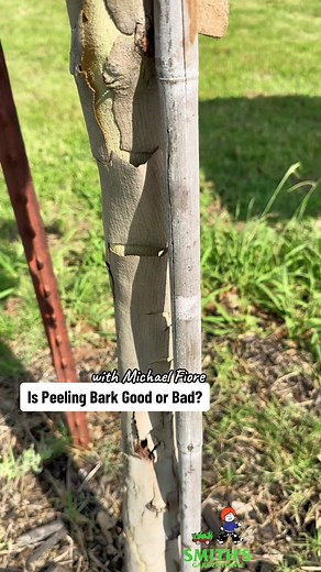 Peeling Bark on Trees: Is It a Red Flag or Just Nature's Quirk? #smith...