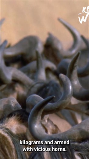 Wildebeests have an array of impressive defense mechanisms. From their physical attributes to herd behavior, constant vigilance, and collaborative relationships, these animals are truly well-equipped. Nature is amazing! #Wildebeests #AnimalDefense #NatureFacts #Wildlife #AnimalBehavior From: Wild Ones 3 S1 Ep2 | Real Wild