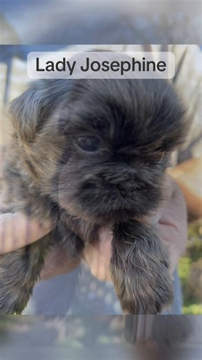 Rare solid blue Shih Tzu girl 💙 Lady Josephine ✨ At 4 weeks old, she’s already showing her calm, loving personality and stunning features. Her rich blue coat and perfect expression make her truly unforgettable. She’s being raised with love and care every single day, and we can’t wait to watch her continue to grow and blossom. Follow along to see more of this beautiful little princess 👑 #shihtzu #blueshihtzu #shihtzulove #shihtzupuppy #trinityshihtzu