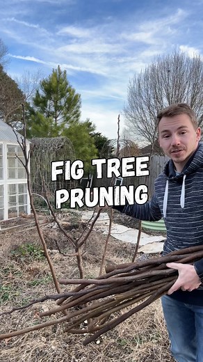 Pruning Fig Tress for size and fruit! ✂️I like to prune my fig trees to 3-5 main leaders to keep the size down. You can choose to grow one main trunk like a normal tree and prune it to manage its structure. 🌳Removing a majority of the year old wood that’s coming out of the ground and heading off existing branches causes the new growth to form where fruit will grow. 🍈Unlike many other fruit trees, figs grow on 1st year wood and even a brand new tree can produce fruit in its first year! 🌱Fig tr