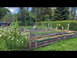 Comment bien planter les haricots vert/mon potager bio