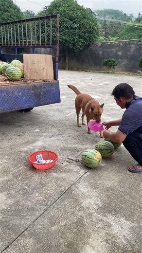 Every meal Da Huang eats is totally worth it!#cute #cutedog #pets #funny #animallife #animals #puppy