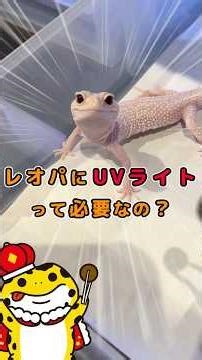 UVライトいる？いらない？レオパ飼いの疑問