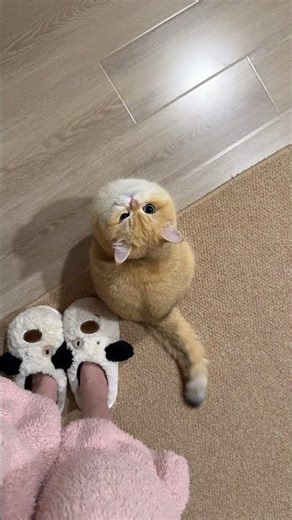 British Shorthair's Secret Wink: Gold Gradient Cutie Unleashed