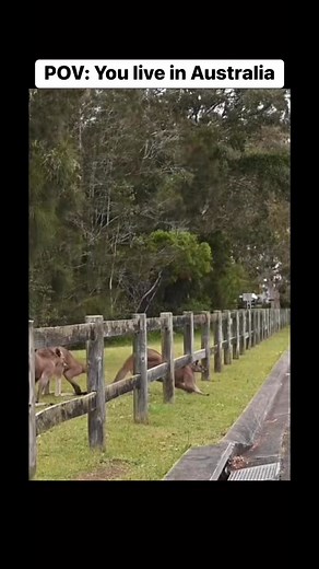 Australia 🇦🇺 #australiananimals #downunder #kangaroos #spiders #fypageシ #reelsfacebook | ℤ𝕋 ℤ𝕠𝕟𝕖