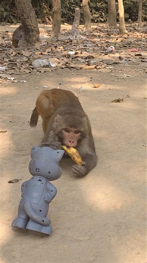 When the monkey sees the toy cat, it gets scared. #thebosswildlife #monkey #animals