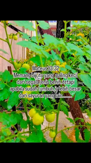 Budidaya tanaman tomat 🍒🍒🍒 Cherry #sᴇᴍᴜᴀᴏʀᴀɴɢ #berkebun #tomatchery | Purnama Purnama