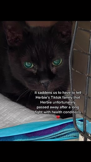 In memory of Herbie ❤️ #catsoftiktok #catrescue #catlovers #catadoption #adoptdontshop #rescuecat #rescuecatsoftiktok #kittycat #catheaven #fyp #cat