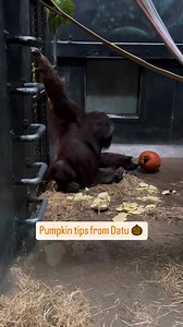15K views · 332 reactions | Join us this Saturday for our annual Boo at the Zoo event happening from 9:30AM - 2PM! This free family-friendly event will have candy stations throughout the Zoo, free carousel rides, and plenty of pumpkins for our animals! | Henry Vilas Zoo | Facebook