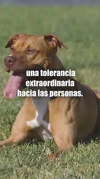 Pitbull 😳🐶 The most misunderstood breed in the world?
