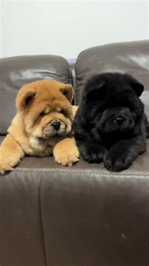 Caring for Your Chow Chow Puppy: Tips and Tricks