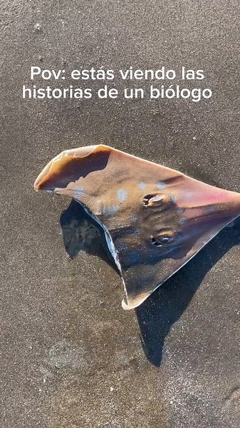 Biología Marina: ¿Cuánto Gana un Biólogo Marino?