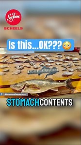 The FALL WALLEYES are officially… #walleye #walleyefishing #fishing #shorts