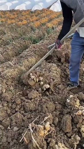 harvesting fresh ginger roots from the soil using a long wooden handle shovel in a farm field area