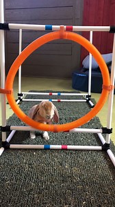 5.5K views · 181 reactions | It's World Rabbit Day and velveteen lop rabbit Wesley is an obstacle course world champion!  | Philadelphia Zoo | Facebook