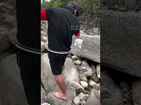 Effective trap for rainfall and every trap is full of catch #fish #fishing #trapbeat #trap #carp