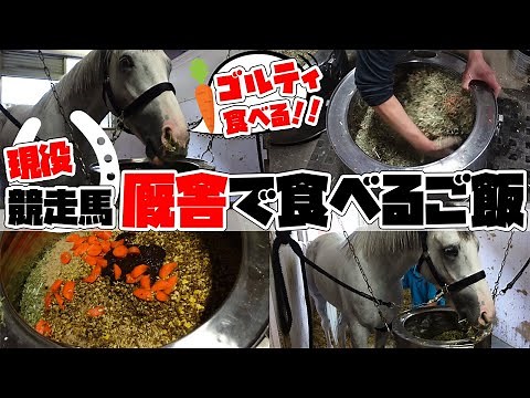 現役競走馬がレース直後に食べる食事って？お食事の中身を聞いてみた！
