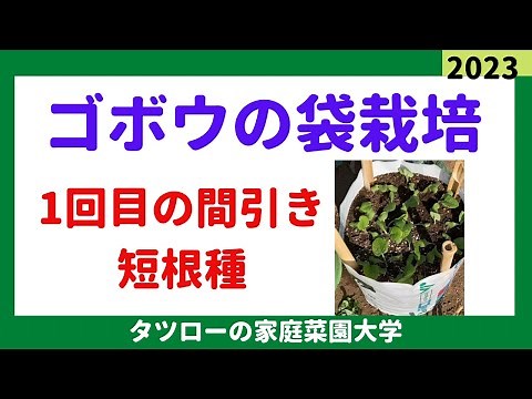 ゴボウの袋栽培 短根種 1回目間引き 家庭菜園