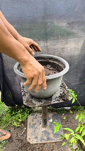 8.8K views · 255 reactions | Slow release fertilizer application #bonsaitree | Karimun Java | Facebook
