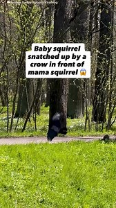 10K views · 553 reactions | Squirrels have a tough life, so many...