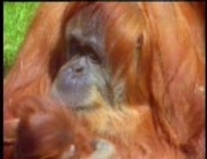 オランウータンの出産
