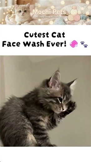 Cutest Cat Face Wash Ever!