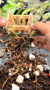 7.2K views · 65 reactions | How to treat root rot in catasetum orchids #fblifestyle #orchids #orchidcare #orchidplant #orchidflower #plantingorchids #caringfororchids #ricoorchid | Rico Orchid | Facebook
