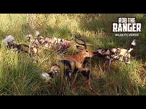 Caught On Camera: Painted Wolves With Captured Impala Prey