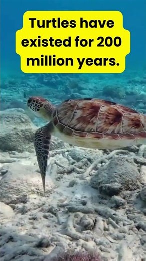 Amazing Turtle Facts for Nature Lovers