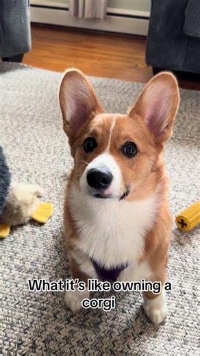 Corgi Owners Manual: Understanding Your Furry Friend