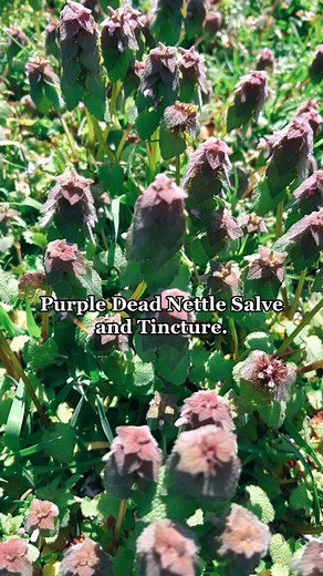 Purple Dead Nettle Tincture and Salve. 💜#forage #foraging #deadnettle... | nettles