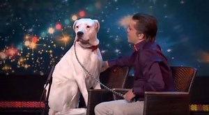 Singing Whitney Houston cre Our Pets | DIY Hamster