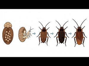 The Incredible Journey of Cockroaches 🪳: From Dinosaurs to Today!