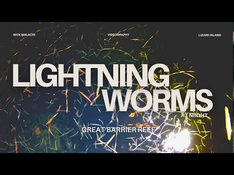 Lightning worms | Lizard Island (Palola viridis)