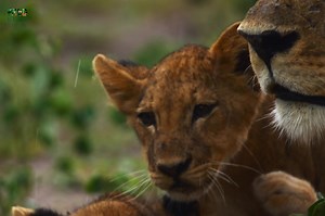 2.1M views · 73K reactions | Pride Rules, Part 11 - हिन्दी डॉक्यूमेंट्री #animals #wildanimals #Jungle #documentary #WildlifeTelecast Discover The Waterfront Pride surviving on the banks of the Chobe River. | Wildlife Telecast | Facebook