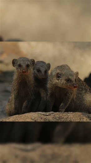 Curious Trio — Mongoose Family on Alert | Peaceful_Tranquil